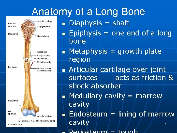 Anatomy of a Long Bone n n n Diaphysis = shaft Epiphysis = one