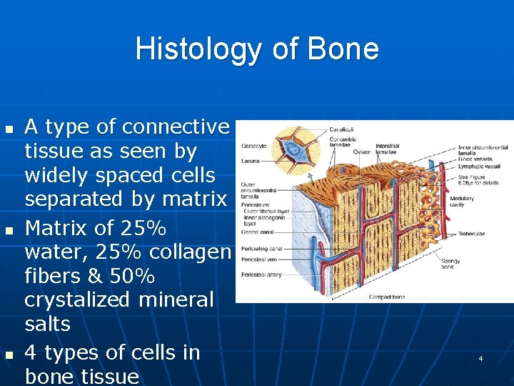 Histology of Bone n n n A type of connective tissue as seen by