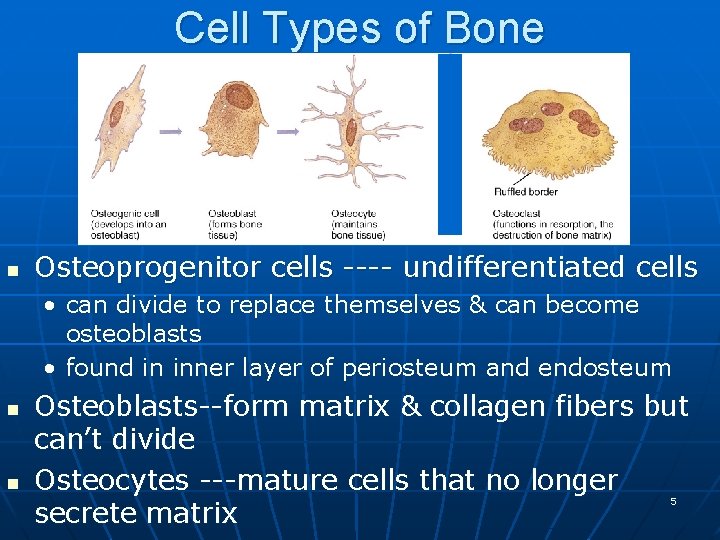 Cell Types of Bone n Osteoprogenitor cells ---- undifferentiated cells • can divide to