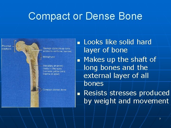 Compact or Dense Bone n n n Looks like solid hard layer of bone