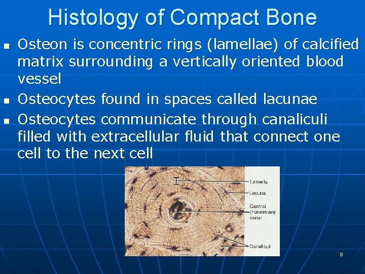 Histology of Compact Bone n n n Osteon is concentric rings (lamellae) of calcified