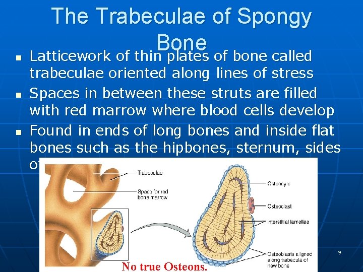 n n n The Trabeculae of Spongy Bone Latticework of thin plates of bone