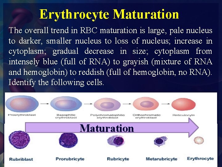 Erythrocyte Maturation The overall trend in RBC maturation is large, pale nucleus to darker,