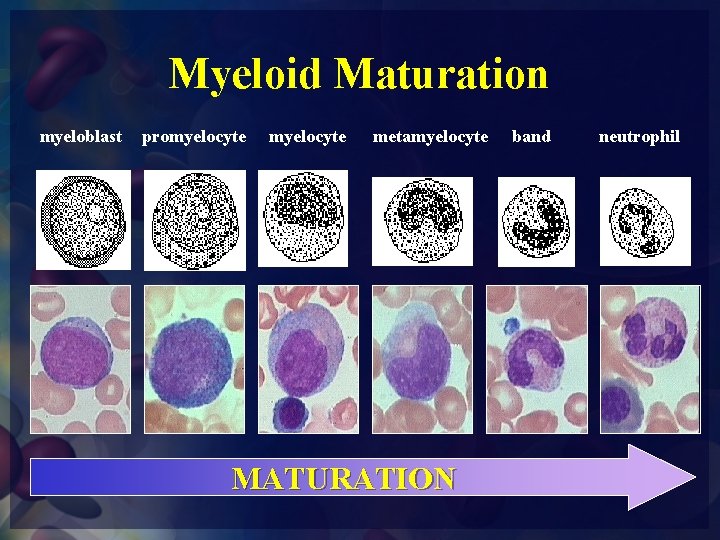 Myeloid Maturation myeloblast promyelocyte metamyelocyte MATURATION band neutrophil 