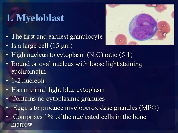 1. Myeloblast • • • The first and earliest granulocyte Is a large cell