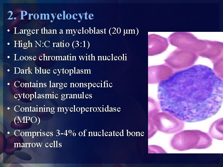 2. Promyelocyte • • • Larger than a myeloblast (20 μm) High N: C