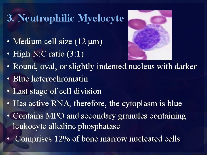 3. Neutrophilic Myelocyte • • Medium cell size (12 μm) High N: C ratio