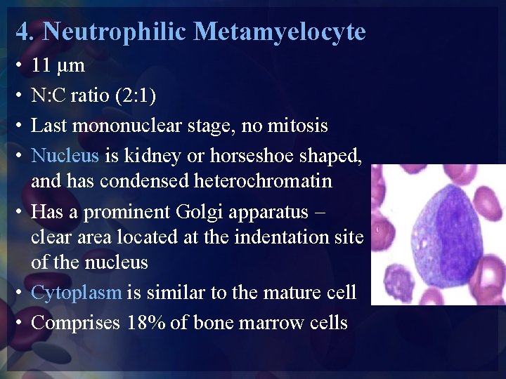 4. Neutrophilic Metamyelocyte • • 11 μm N: C ratio (2: 1) Last mononuclear