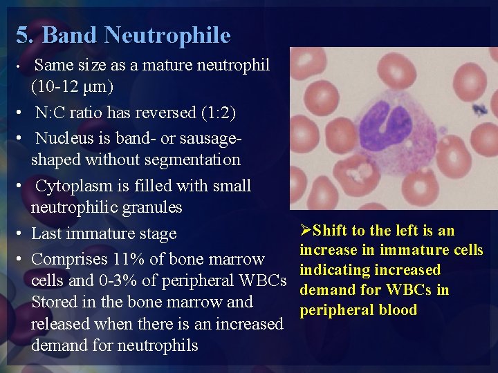 5. Band Neutrophile • • • Same size as a mature neutrophil (10 -12