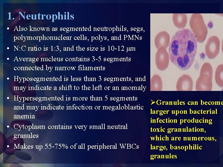 1. Neutrophils • Also known as segmented neutrophils, segs, polymorphonuclear cells, polys, and PMNs
