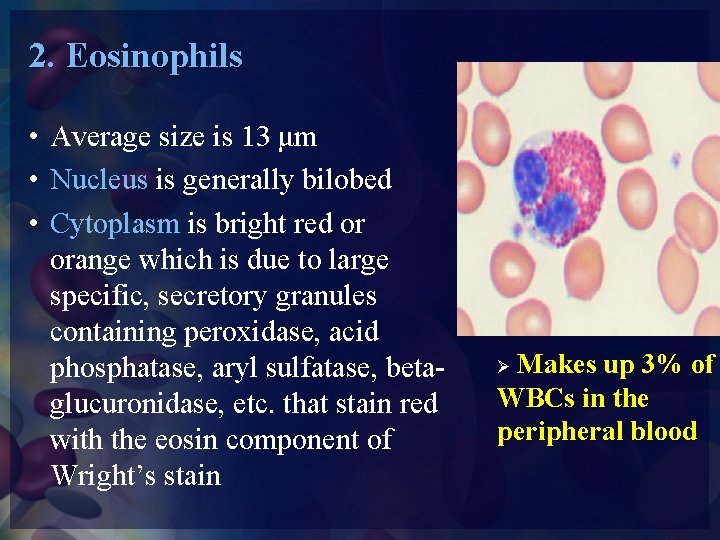2. Eosinophils • Average size is 13 μm • Nucleus is generally bilobed •