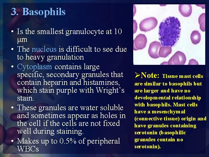 3. Basophils • Is the smallest granulocyte at 10 μm • The nucleus is