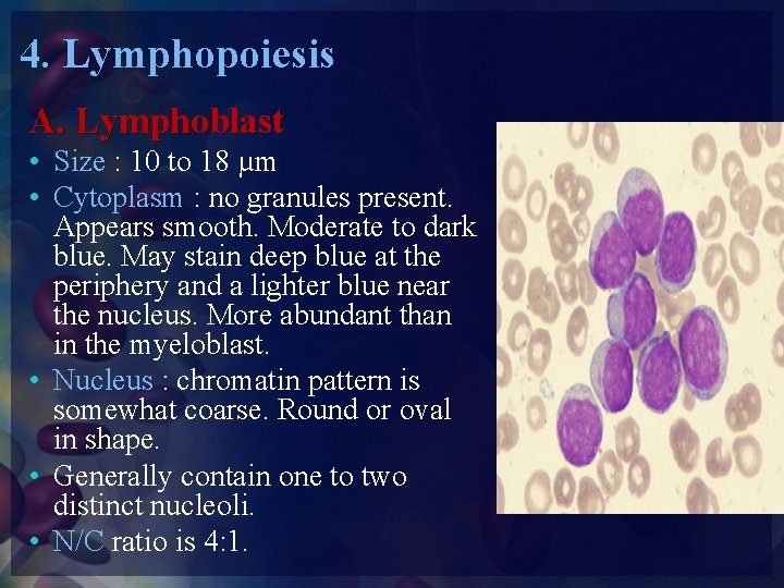 4. Lymphopoiesis A. Lymphoblast • Size : 10 to 18 µm • Cytoplasm :