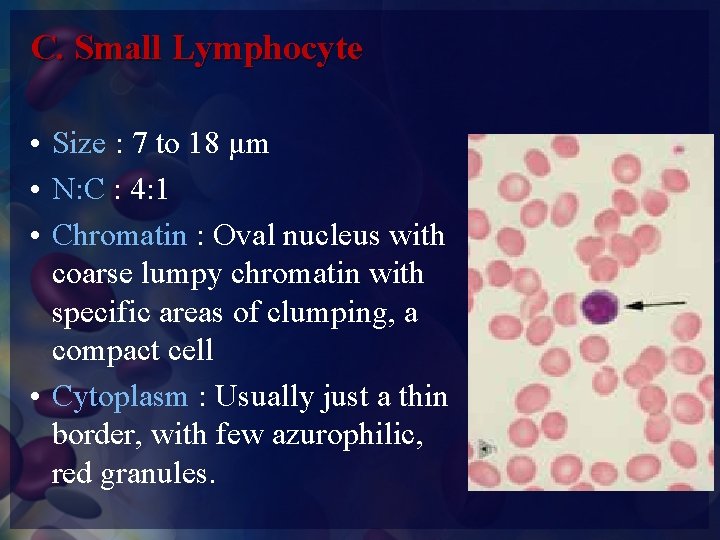 C. Small Lymphocyte • Size : 7 to 18 μm • N: C :