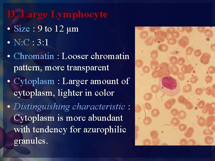 D. Large Lymphocyte • Size : 9 to 12 μm • N: C :