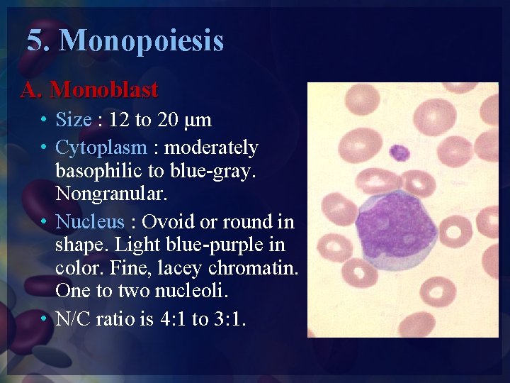 5. Monopoiesis A. Monoblast • Size : 12 to 20 µm • Cytoplasm :