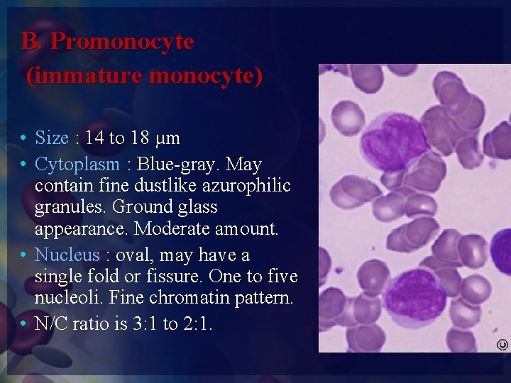 B. Promonocyte (immature monocyte) • Size : 14 to 18 µm • Cytoplasm :