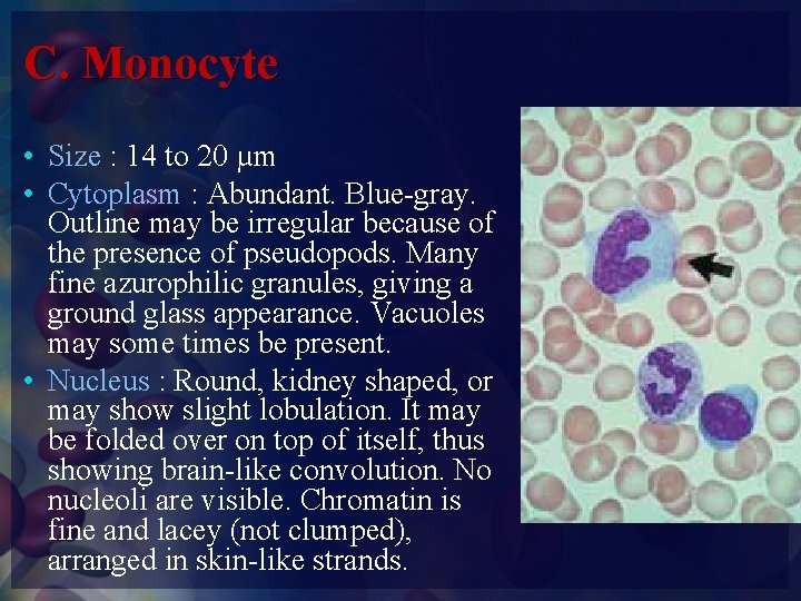 C. Monocyte • Size : 14 to 20 µm • Cytoplasm : Abundant. Blue-gray.