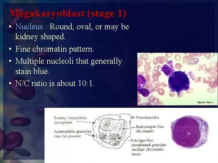 Megakaryoblast (stage 1) • Nucleus : Round, oval, or may be kidney shaped. •
