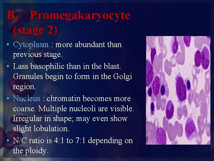 B. Promegakaryocyte (stage 2) • Cytoplasm : more abundant than previous stage. • Lass