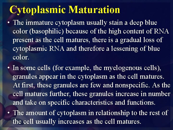 Cytoplasmic Maturation • The immature cytoplasm usually stain a deep blue color (basophilic) because
