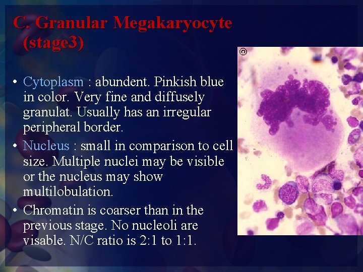 C. Granular Megakaryocyte (stage 3) • Cytoplasm : abundent. Pinkish blue in color. Very