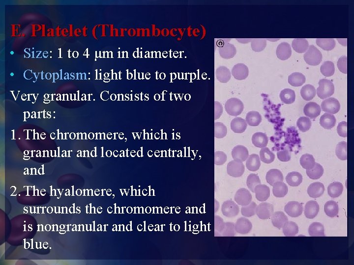 E. Platelet (Thrombocyte) • Size: 1 to 4 µm in diameter. • Cytoplasm: light