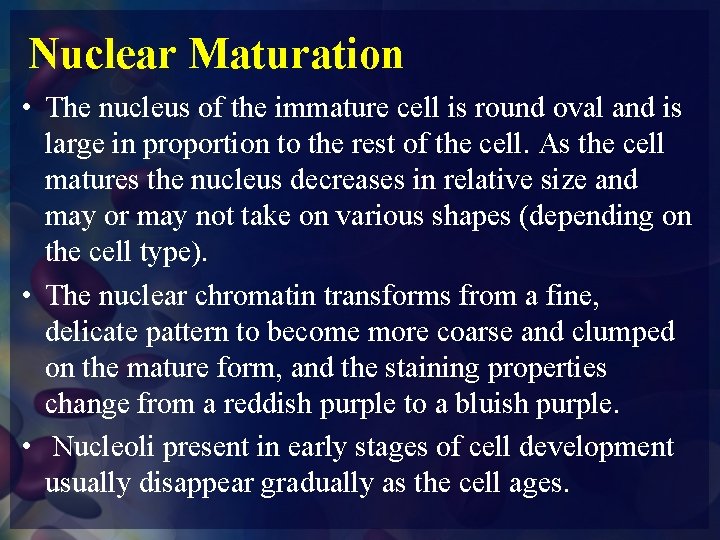 Nuclear Maturation • The nucleus of the immature cell is round oval and is