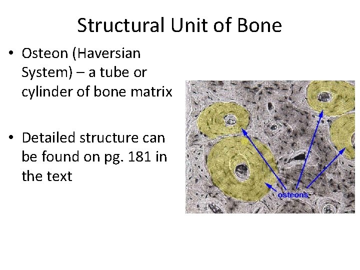 Structural Unit of Bone • Osteon (Haversian System) – a tube or cylinder of