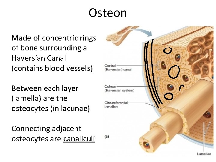 Osteon Made of concentric rings of bone surrounding a Haversian Canal (contains blood vessels)