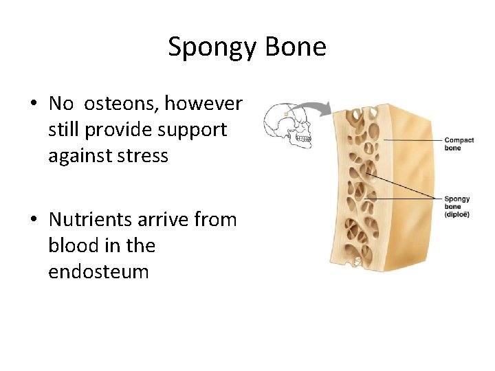 Spongy Bone • No osteons, however still provide support against stress • Nutrients arrive