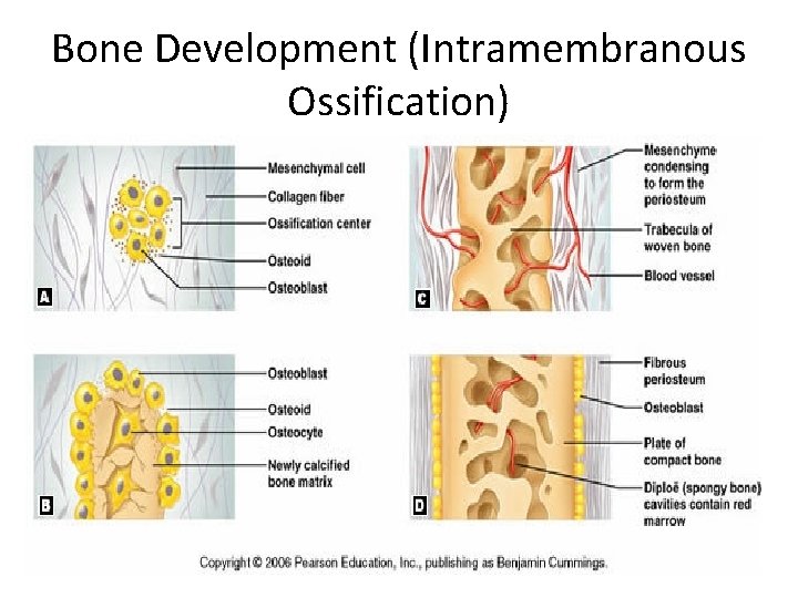 Bone Development (Intramembranous Ossification) 