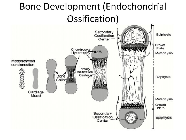 Bone Development (Endochondrial Ossification) 