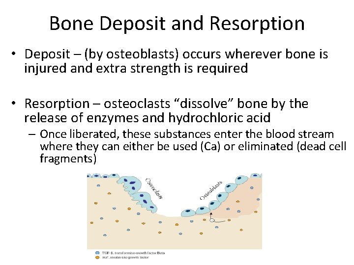 Bone Deposit and Resorption • Deposit – (by osteoblasts) occurs wherever bone is injured