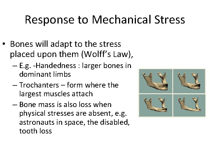 Response to Mechanical Stress • Bones will adapt to the stress placed upon them