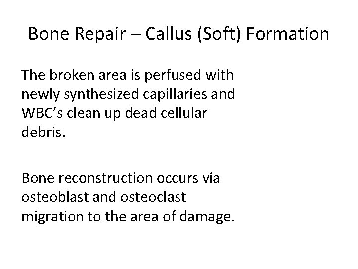 Bone Repair – Callus (Soft) Formation The broken area is perfused with newly synthesized