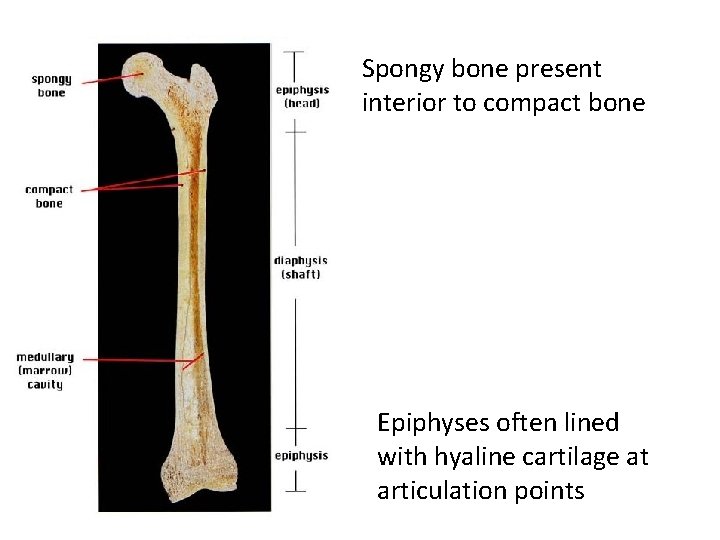 Spongy bone present interior to compact bone Epiphyses often lined with hyaline cartilage at