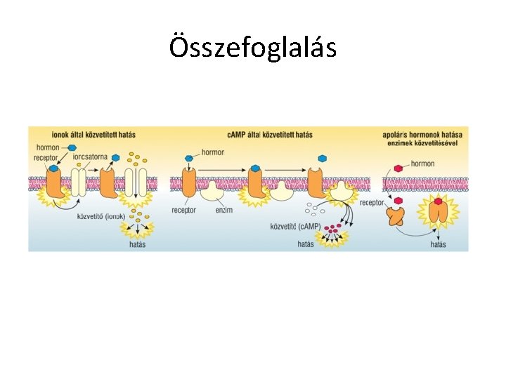 Összefoglalás 