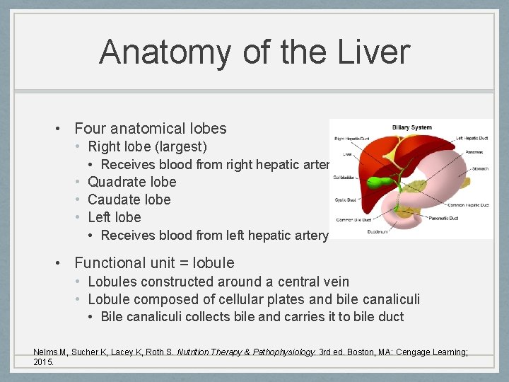 Anatomy of the Liver • Four anatomical lobes • Right lobe (largest) • Receives
