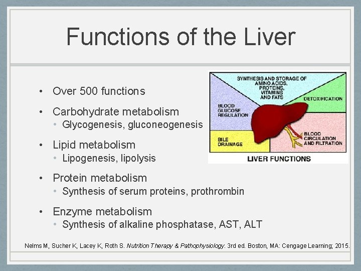 Functions of the Liver • Over 500 functions • Carbohydrate metabolism • Glycogenesis, gluconeogenesis