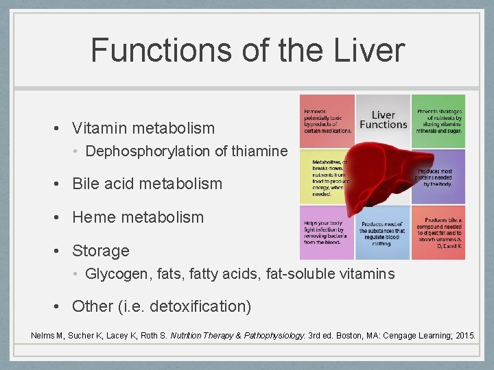 Functions of the Liver • Vitamin metabolism • Dephosphorylation of thiamine • Bile acid