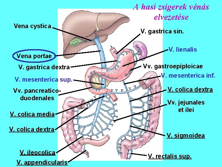 A hasi zsigerek vénás elvezetése Vena cystica Vena portae V. gastrica dextra V. mesenterica