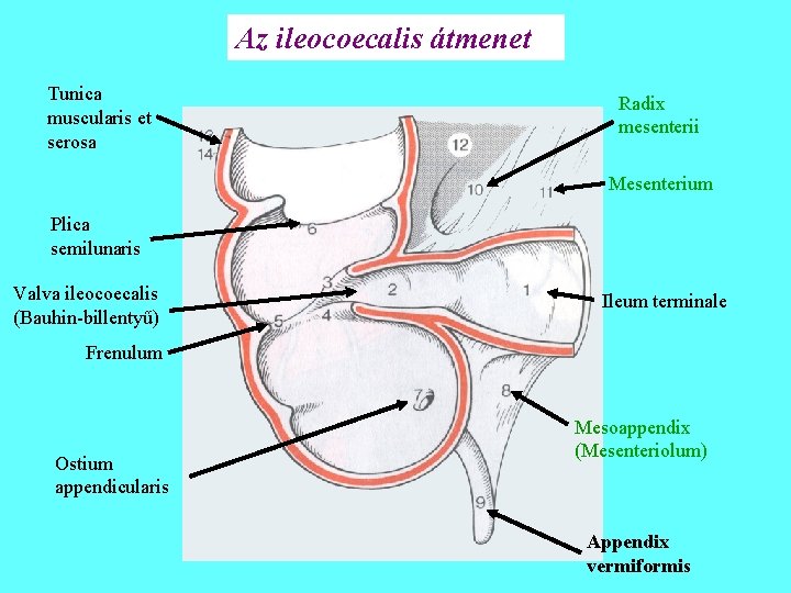 Az ileocoecalis átmenet Tunica muscularis et serosa Radix mesenterii Mesenterium Plica semilunaris Valva ileocoecalis