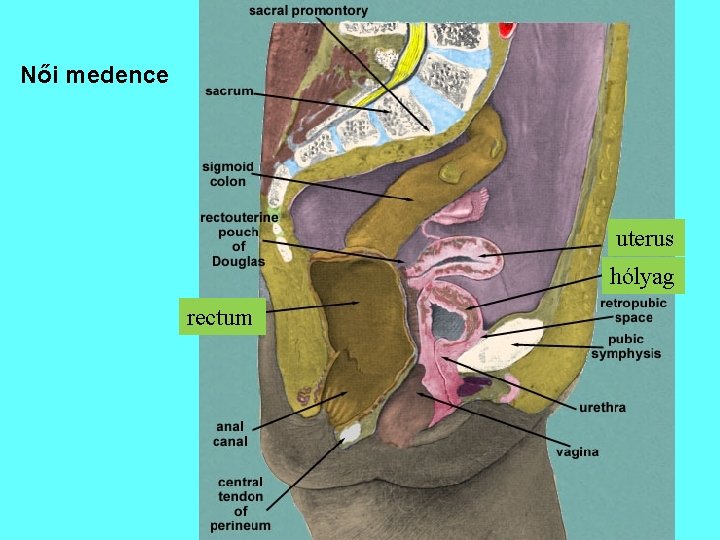 Női medence uterus hólyag rectum 