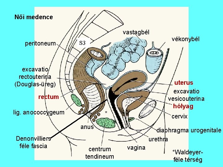 Női medence vastagbél peritoneum S 3 excavatio rectouterina (Douglas-üreg) uterus excavatio vesicouterina hólyag rectum