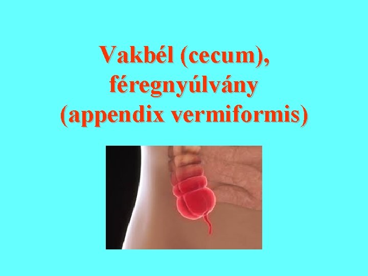 Vakbél (cecum), féregnyúlvány (appendix vermiformis) 