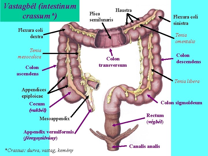 Vastagbél (intestinum crassum*) Plica semilunaris Haustra Flexura coli sinistra Flexura coli dextra Tenia mesocolica