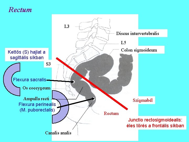 Rectum L 3 Discus intervertebralis L 5 Colon sigmoideum Kettős (S) hajlat a sagittális