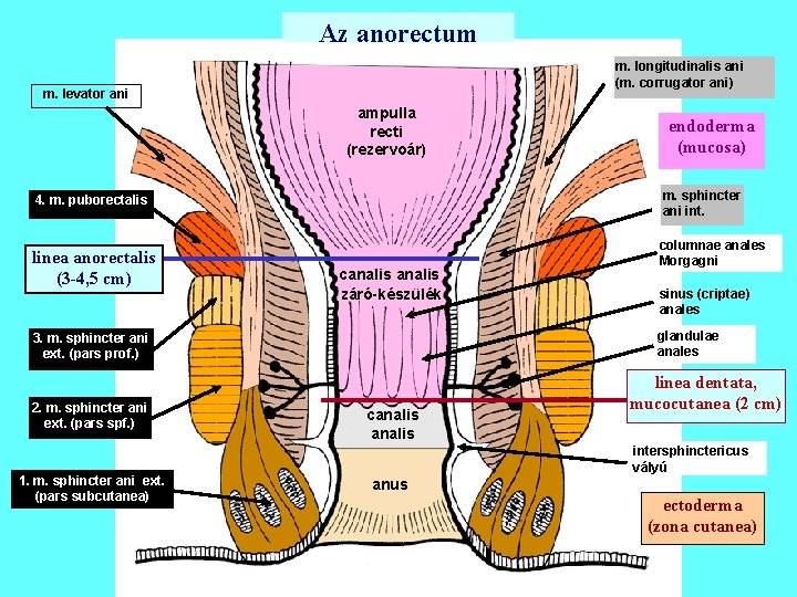 Az anorectum m. longitudinalis ani (m. corrugator ani) m. levator ani ampulla recti (rezervoár)