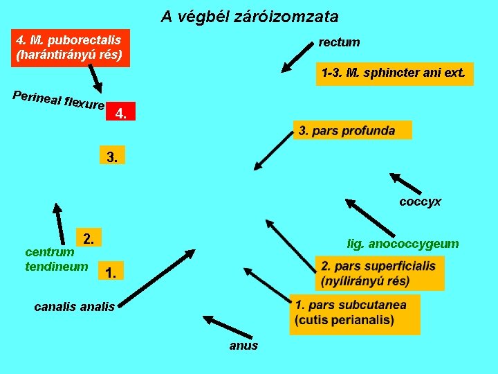 A végbél záróizomzata 4. M. puborectalis (harántirányú rés) rectum 1 -3. M. sphincter ani